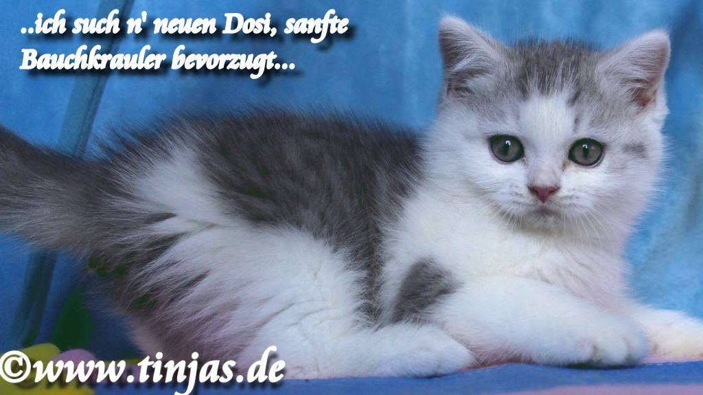 Britisch Kurzhaar Katzenbabys